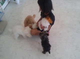 子犬達の運動♪