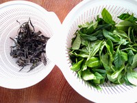 お茶摘み＆和紅茶作り体験(*^^*) 2024/04/25 18:15:27
