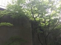 断蜜です 2020/05/06 10:55:37