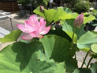 蓮の花 2020/06/21 20:15:54
