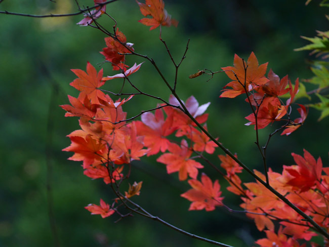 紅葉シーズン？