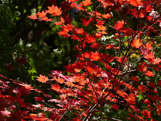 紅葉シーズン？