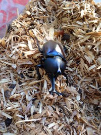 我が家の昆虫 2014/07/18 06:59:08