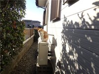 ご近所猫との会話 2015/02/06 12:54:21