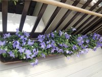 花と葉の美しさ 2015/06/25 19:50:37