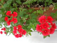 花たちと秋を惜しむ 2014/10/29 19:25:27
