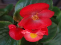さあ、夏の花たち ♪ 2015/06/02 18:58:45