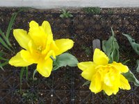 咲いた ♪ 咲いた ♪ 2015/03/31 16:51:45