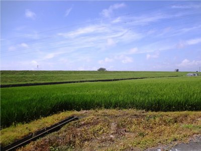 リハビリコースの田園風景