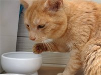 手で水を飲む猫 2015/05/08 16:59:04