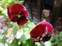春の最期のひと花？ 2015/04/12 20:12:14