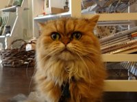 本日のモコたん ♪