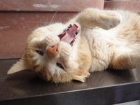 ヒャッホーイ！ 2015/05/03 18:52:13