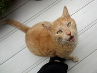 ニャーと鳴かない猫 2015/05/15 19:44:56
