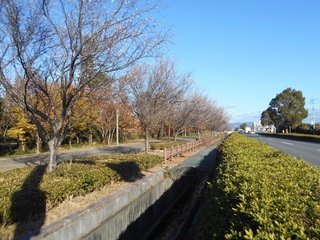 さくら並木（冬桜）
