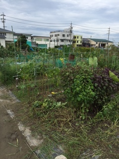 手入れができず・・・