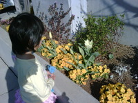 春ですなぁ～ 2011/03/31 08:29:31