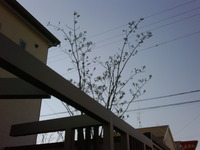 おはようございます。 2011/04/06 10:26:14