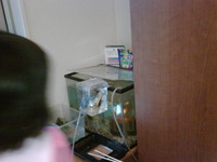 水槽の… 2011/04/17 09:32:44