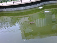 カルガモの親子… 2011/06/14 15:24:17