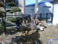 お庭の工事中…　浜松市T様邸 2011/01/29 12:13:36