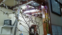 春満開 2012/03/13 17:22:38