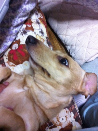 オレの愛犬