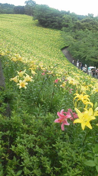 花畑☆ 2011/07/12 21:28:28