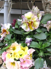 キャンティ 2011/03/24 17:32:56