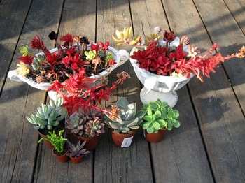 多肉植物の寄せ植え