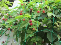 ブラックベリー 2011/06/08 14:17:56