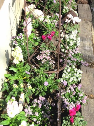 猫の額の花壇