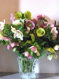 クリスマスローズ 2011/03/31 13:44:53
