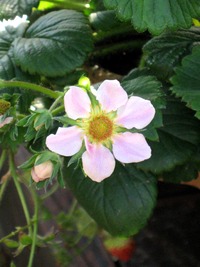 紅花いちご 2011/04/01 16:36:14