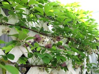 アケビ 2011/04/11 21:39:30