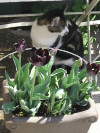 黒いチューリップ 2011/04/13 13:48:03