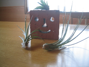 エア・プランツ