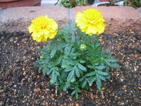 夏の花壇 2006/06/08 21:36:18