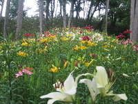 ゆり 2006/06/14 22:53:00