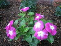 夏の花壇 2006/06/07 00:35:08