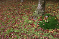 写真 2008/11/12 17:48:20