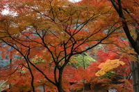 立冬 2008/11/07 23:32:16