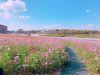 コスモス 2018/10/30 09:01:28