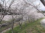 獅子ヶ鼻公園桜祭り