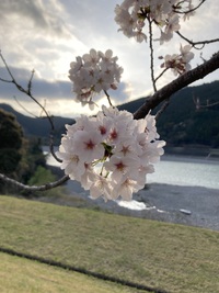 船明ダムの桜