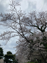 花曇りの日曜日♪ 2021/03/29 09:26:53