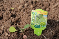 極甘キャベツサトウくん 2024/03/15 13:53:41