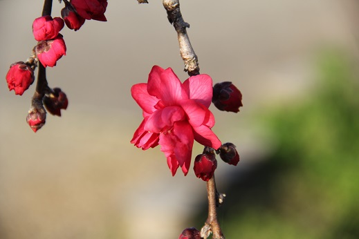 枝垂れ花桃