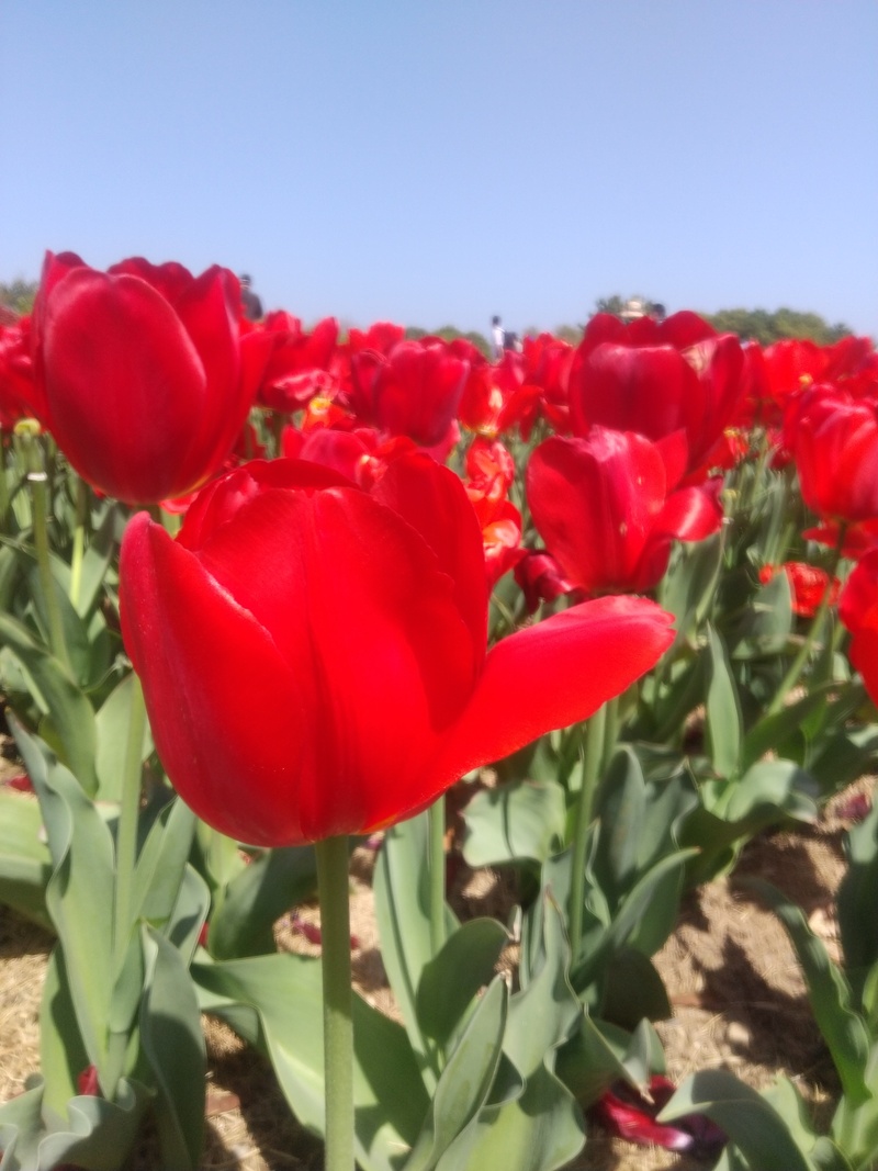 吉田公園チューリップ