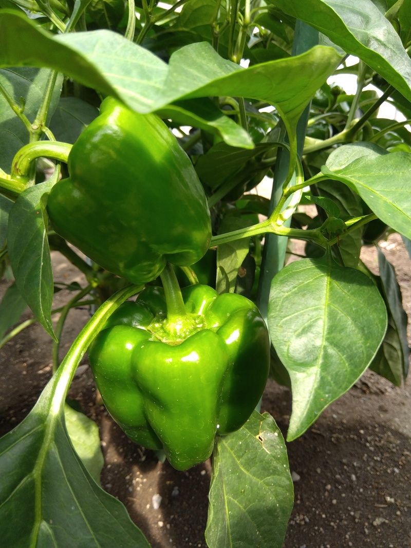 夏野菜